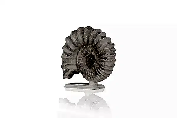 Salyangoz Dekor - BYR07